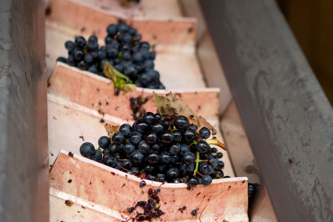 Grapes on Elevator