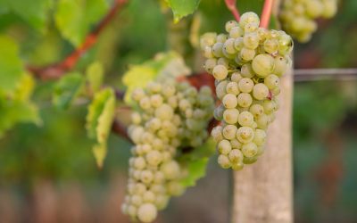 Grape Picking 2025
